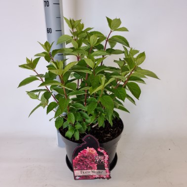 Fraise Melba 10.jpg